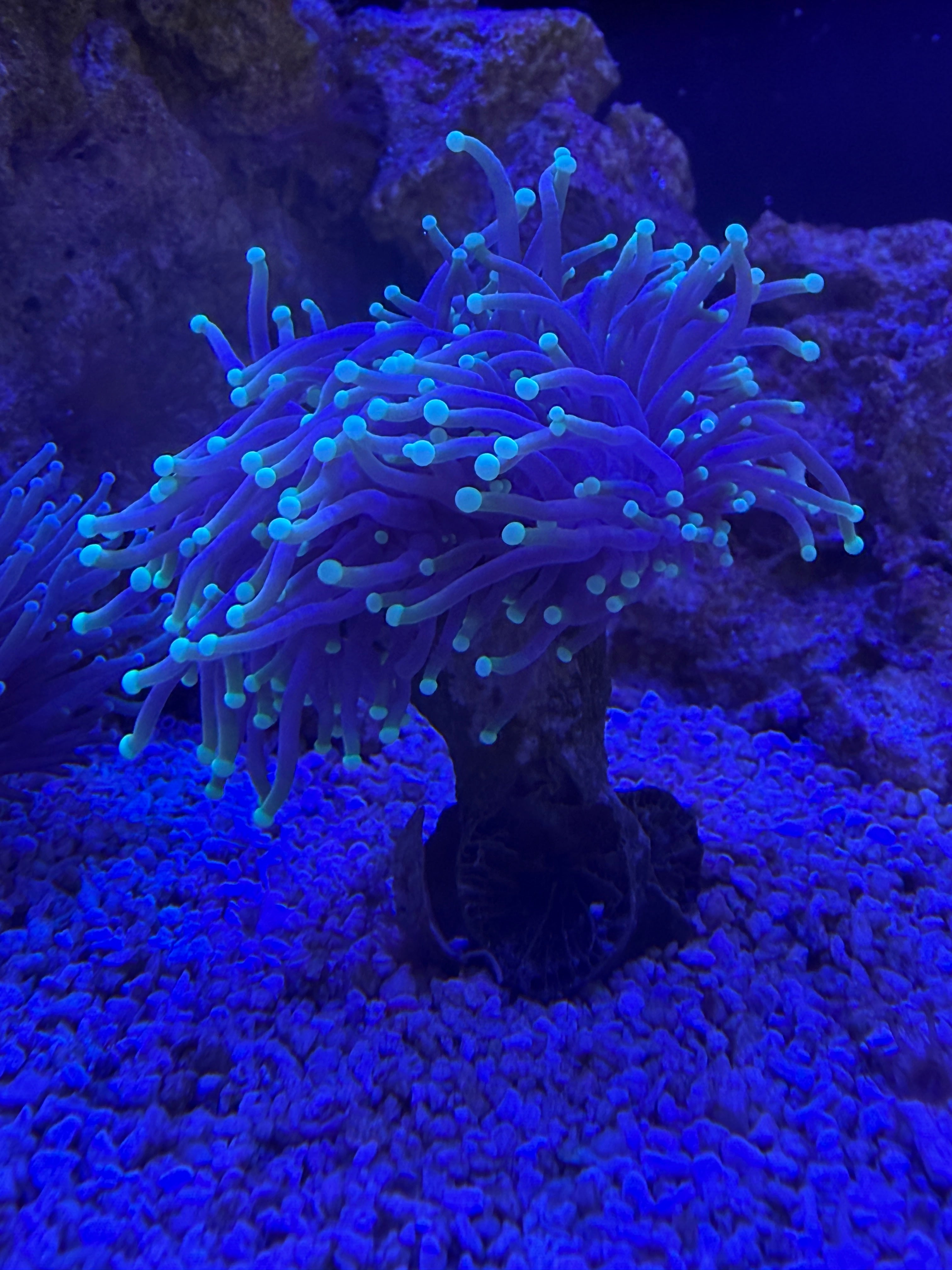 Green Tip Torch