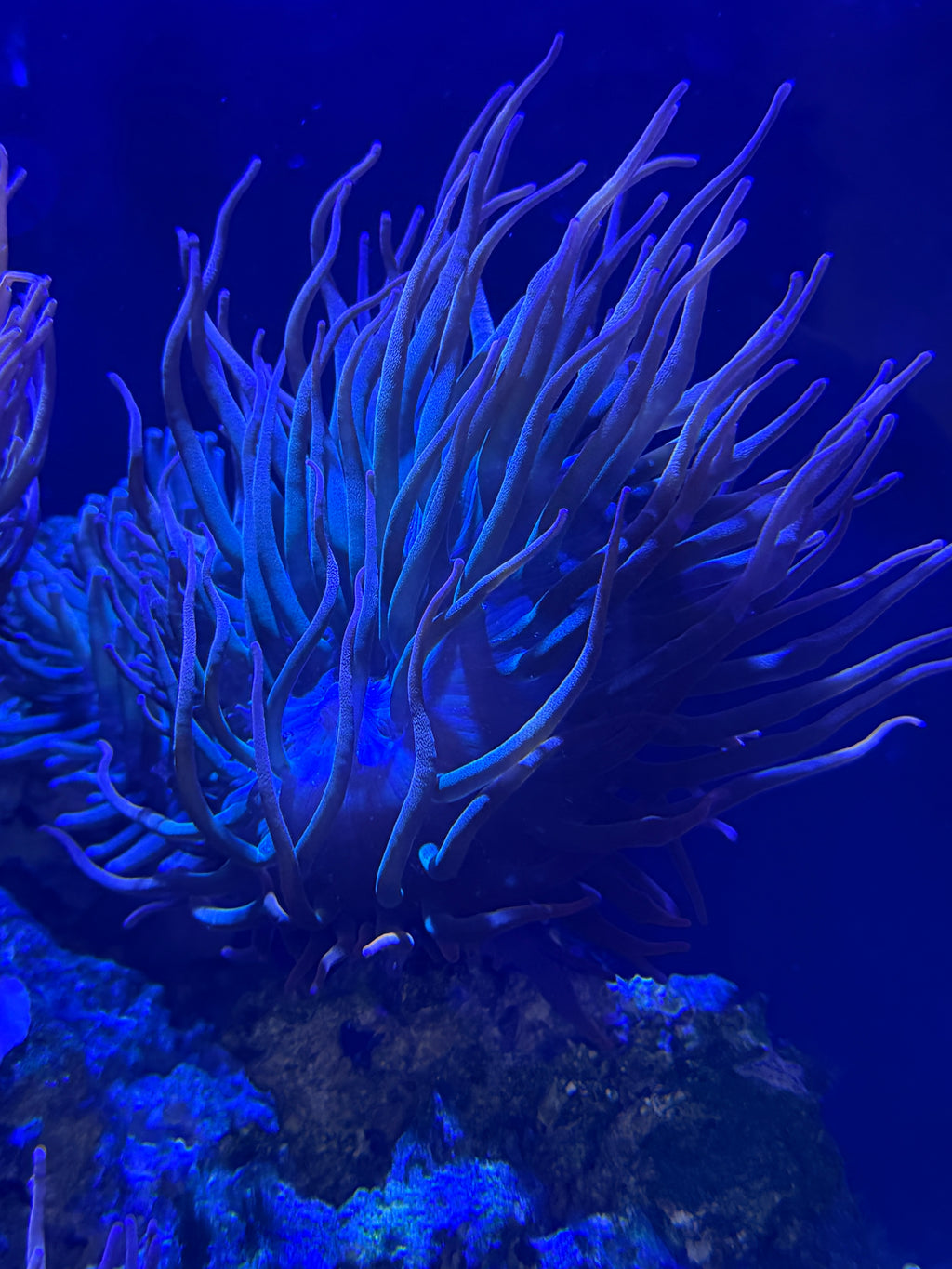 2-5 Inch Sunburst Anenomes