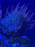 2-5 Inch Sunburst Anenomes