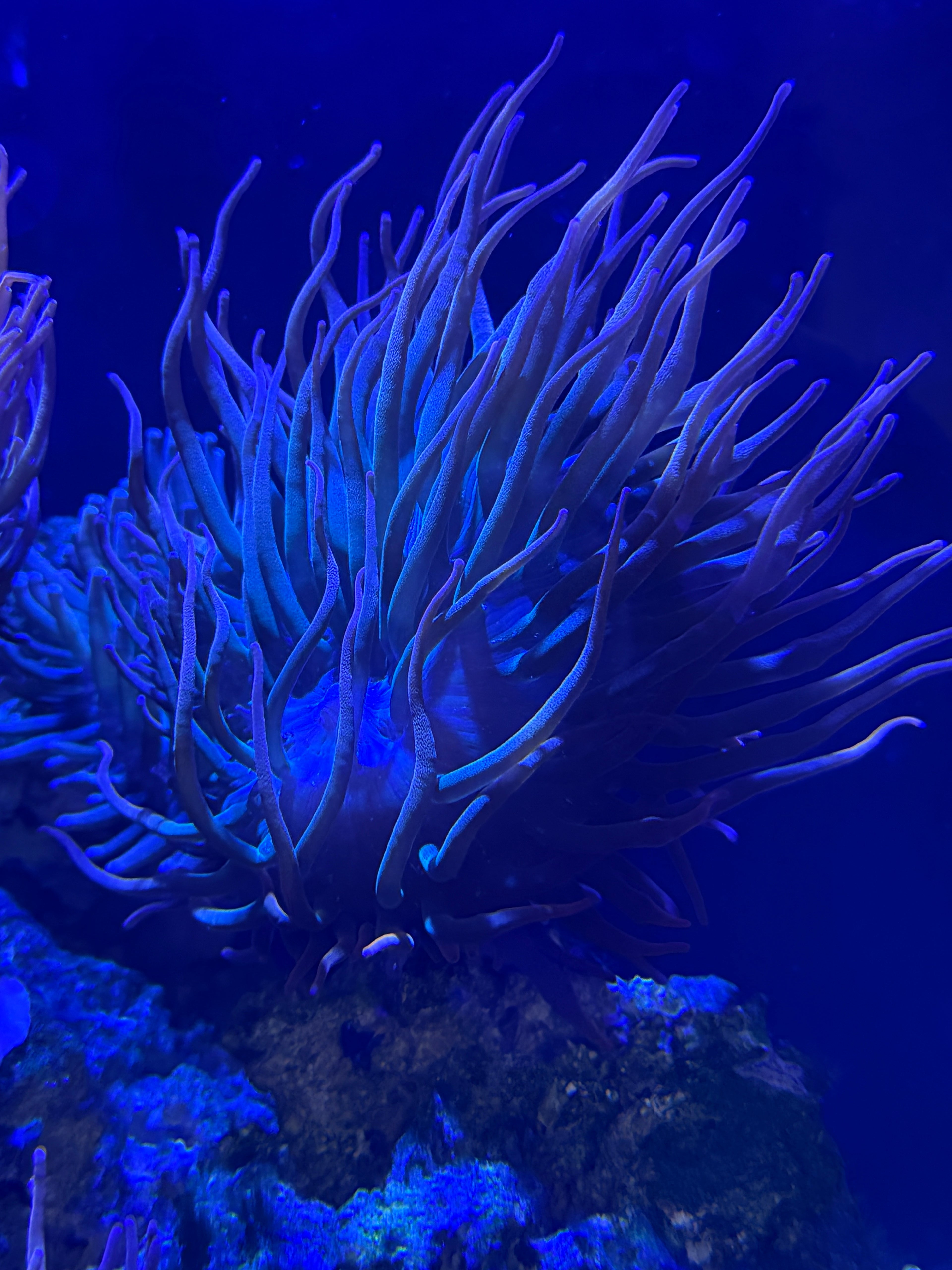 2-5 Inch Sunburst Anenomes