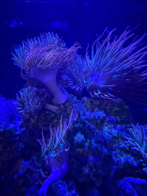 2-5 Inch Sunburst Anenomes